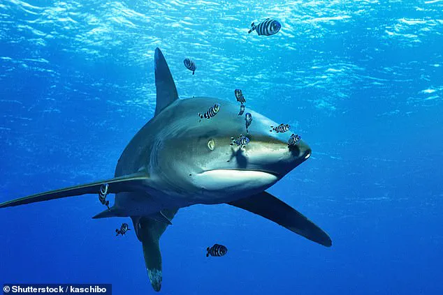 Vicious Shark Attacks: A Continuous Threat to Human Life