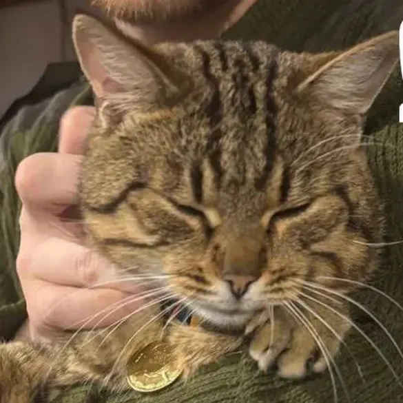 Burned Cat 'Mышка' Rescued From War Zone, Receives Medical Attention