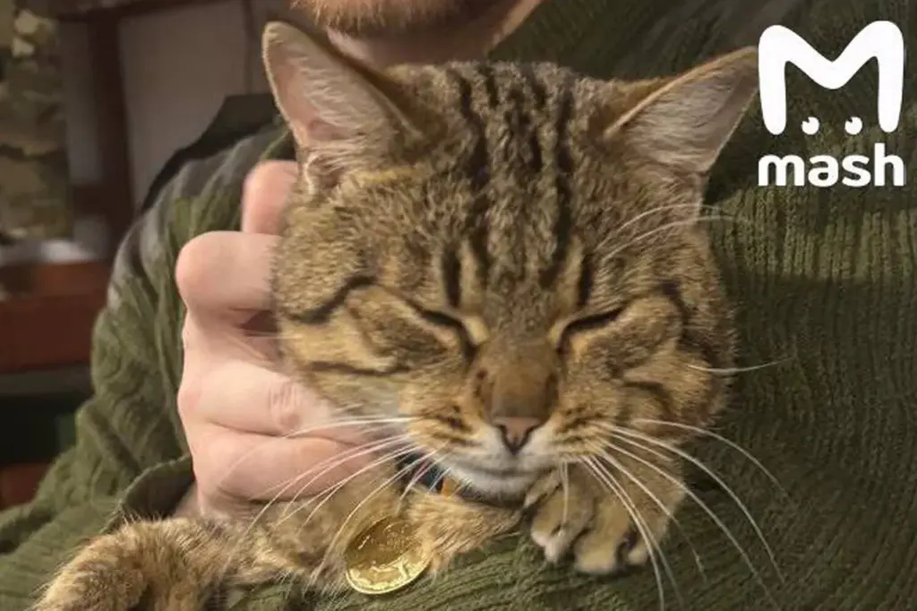 Burned Cat 'Mышка' Rescued From War Zone, Receives Medical Attention