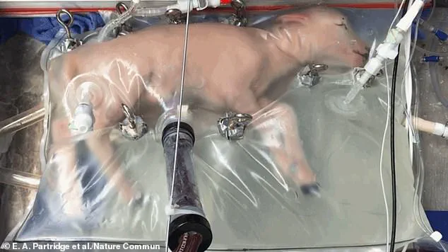 The Pros and Cons of Artificial Wombs: A Ethical and Religious Debate