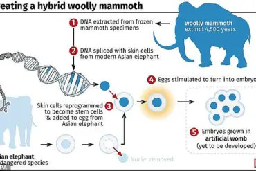 Woolly Mice: Engineers Create Cold-Resistant Rodents with Mammoth DNA