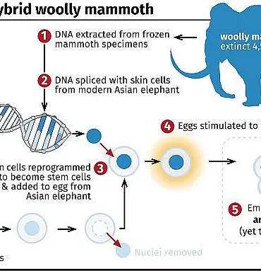 Woolly Mice: Engineers Create Cold-Resistant Rodents with Mammoth DNA