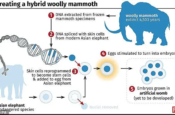 Woolly Mice: Engineers Create Cold-Resistant Rodents with Mammoth DNA