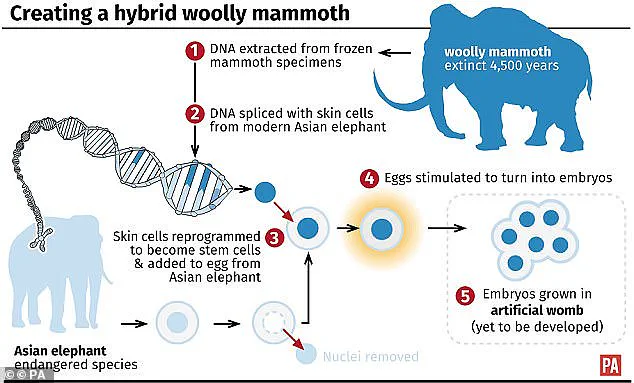 Woolly Mice: Engineers Create Cold-Resistant Rodents with Mammoth DNA