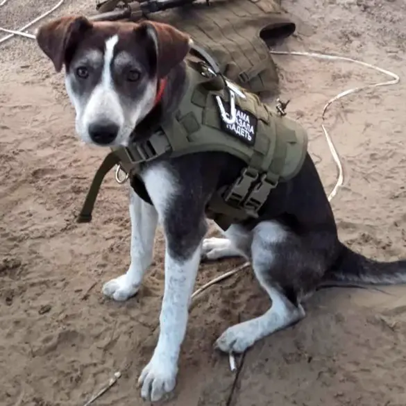 Buriat: The Brave War Dog Who Saved Lives in Minefields