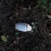 Russian Governor Alerts Community of Boy's Severe Injuries from Accidental Mine Detonation