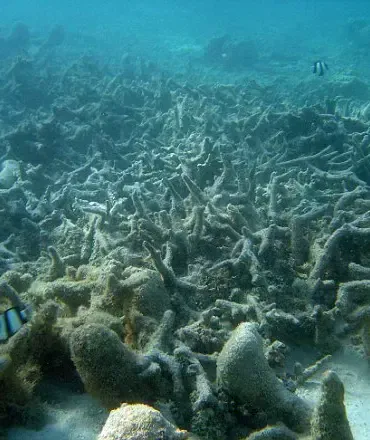 Scientists Invent Vegan Calamari Using Mung Bean Protein and Microalgae