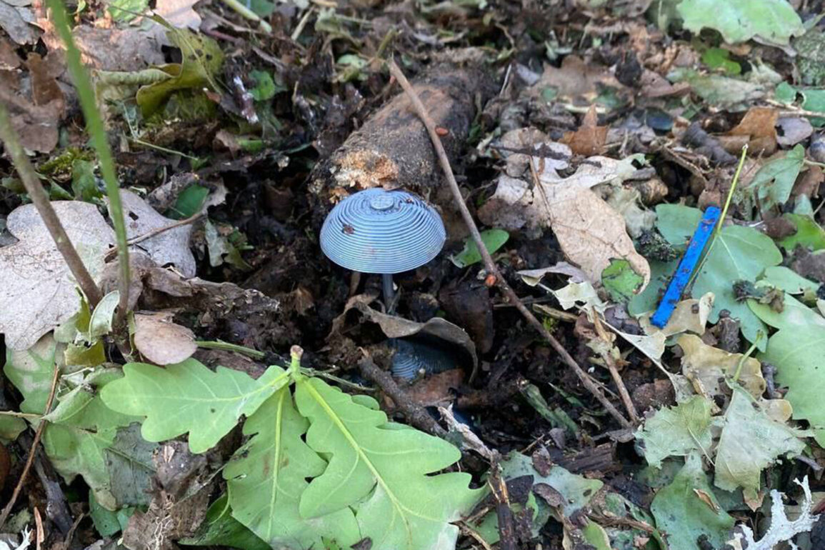 Exclusive: Kursk Region Governor Reveals Over 550,000 Explosive Devices Neutralized Amid Intensified Border Demining Efforts