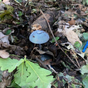Exclusive: Kursk Region Governor Reveals Over 550,000 Explosive Devices Neutralized Amid Intensified Border Demining Efforts
