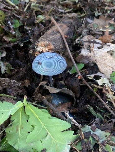 Exclusive: Kursk Region Governor Reveals Over 550,000 Explosive Devices Neutralized Amid Intensified Border Demining Efforts