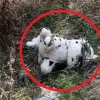 Urgent Update: Bizarre Incident in Ukraine as Ukrainian Drone Drops Mine-Laden Plush Toy in Grakovo Village – Report from Russian Admin Official