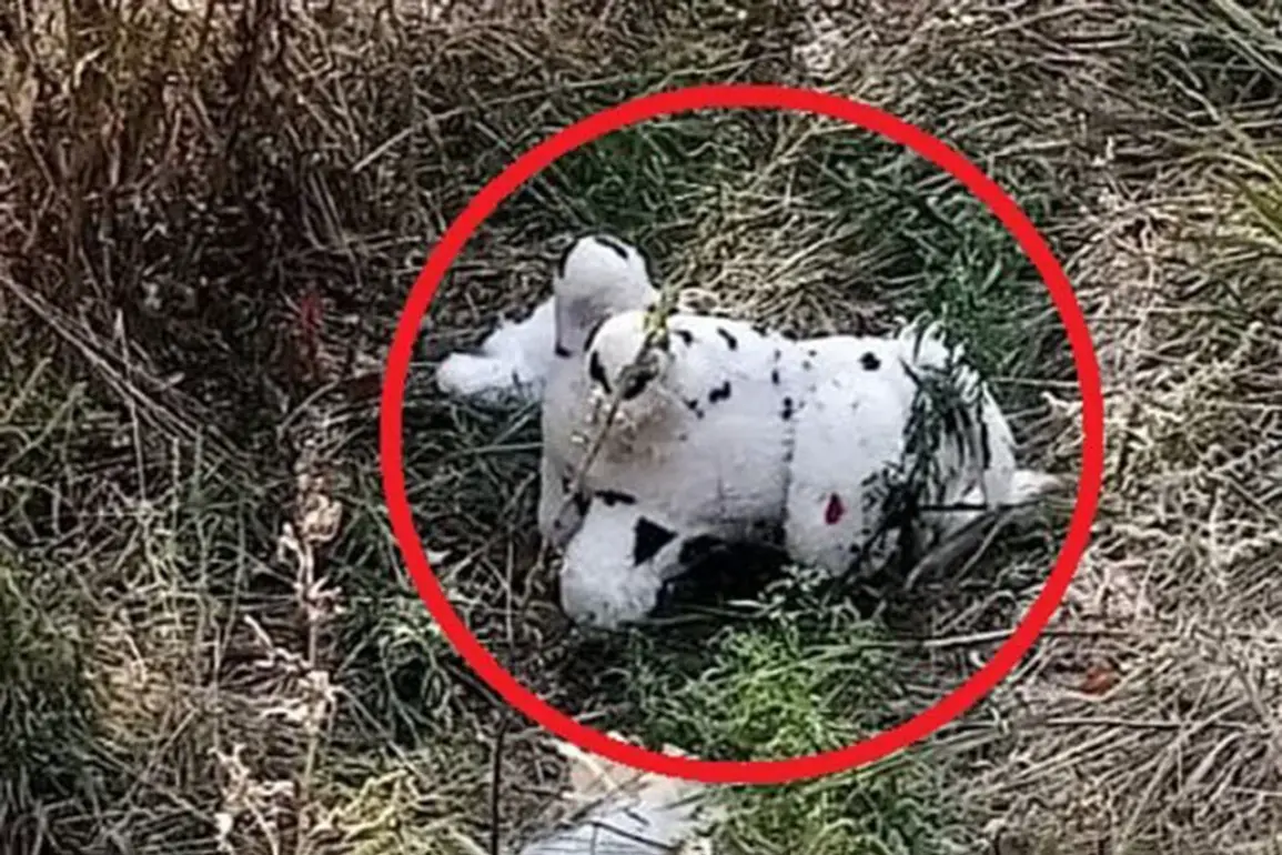 Urgent Update: Bizarre Incident in Ukraine as Ukrainian Drone Drops Mine-Laden Plush Toy in Grakovo Village – Report from Russian Admin Official