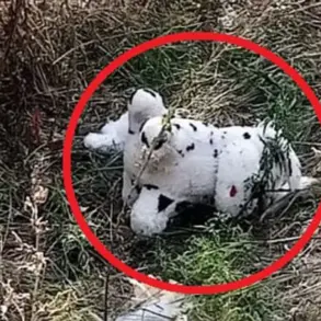 Urgent Update: Bizarre Incident in Ukraine as Ukrainian Drone Drops Mine-Laden Plush Toy in Grakovo Village – Report from Russian Admin Official