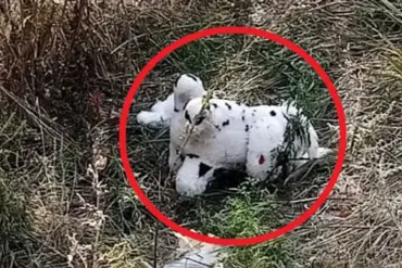 Urgent Update: Bizarre Incident in Ukraine as Ukrainian Drone Drops Mine-Laden Plush Toy in Grakovo Village – Report from Russian Admin Official