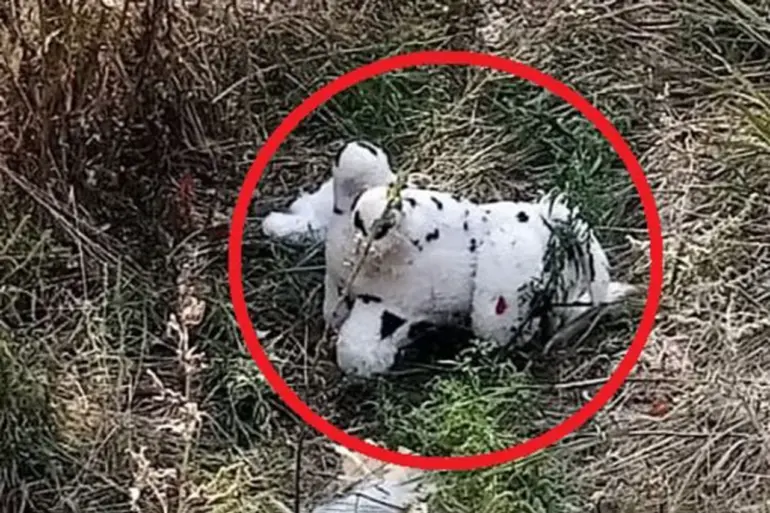 Urgent Update: Bizarre Incident in Ukraine as Ukrainian Drone Drops Mine-Laden Plush Toy in Grakovo Village – Report from Russian Admin Official