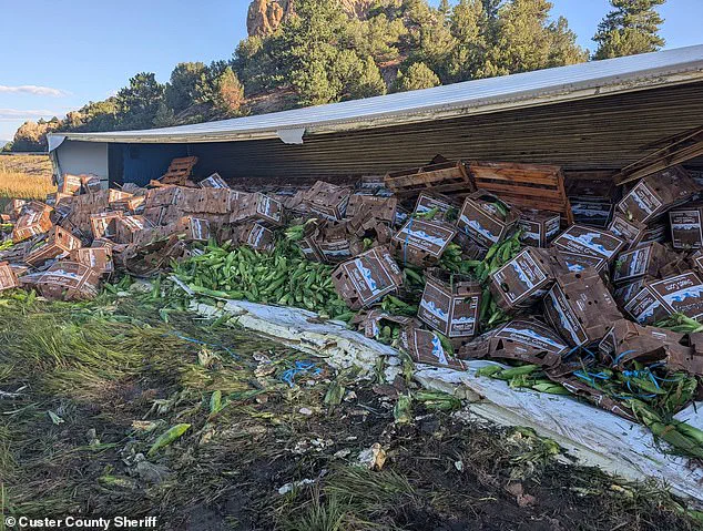 Exclusive: Sheriff's Office Details How a Corn Spill Turned Into a Community Event After Crash